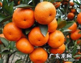 再过二三年什么桔子价钱高?