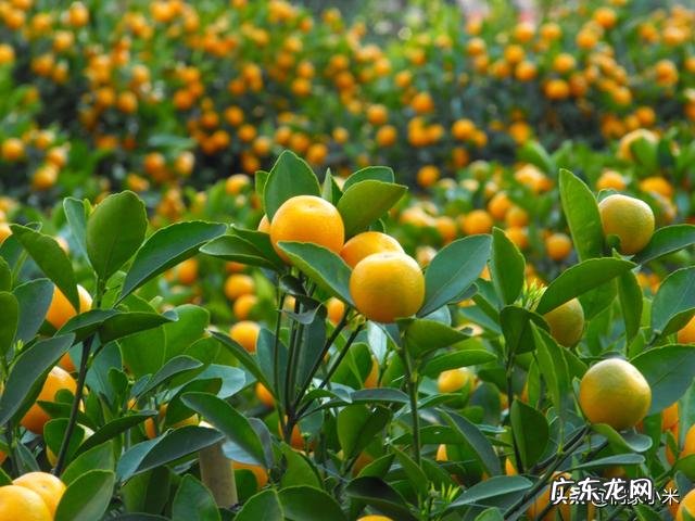 再过二三年什么桔子价钱高?