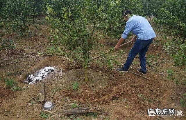 再过二三年什么桔子价钱高?