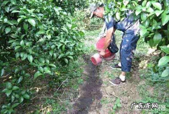 再过二三年什么桔子价钱高?