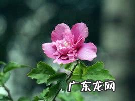 古代没有洗发水古人是怎么洗头的 古代没有洗发水是怎么洗头发的