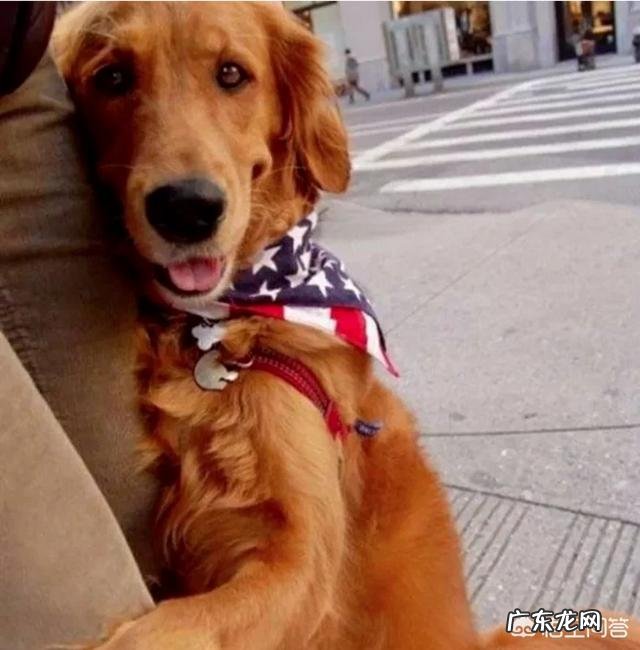 柯基狗狗年龄如何折算?体重多少每天吃多少才合适啊?