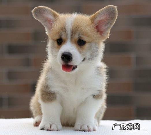 柯基狗狗年龄如何折算?体重多少每天吃多少才合适啊?