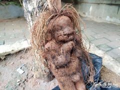 如何看待高三女生生白发，妈妈寻来何首乌却让女儿吃出肝损伤？