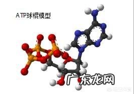 人体中,产生热量的器官是哪个?