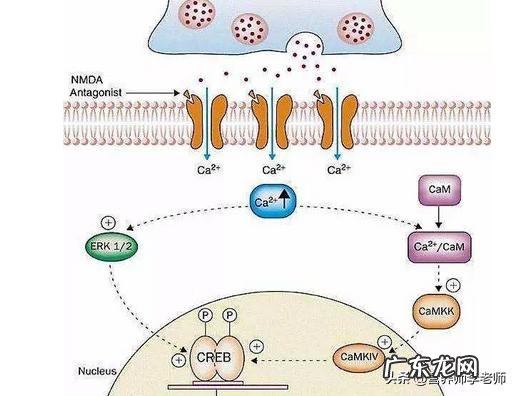 低脂牛奶适合减肥人群吗?