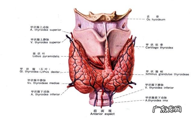 肺结节病的症状和zhi疗是什么