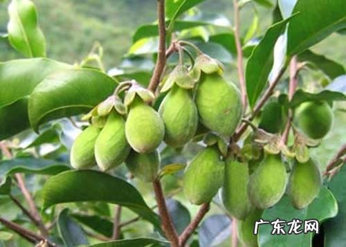 春季柑橘施哪种复合肥好？ 柑橘春肥施什么肥最好