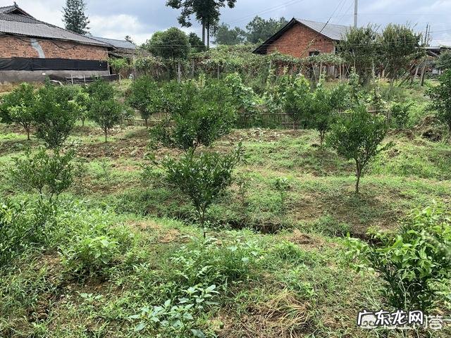 春季柑橘施哪种复合肥好? 柑橘春肥施什么肥最好