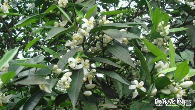 春季柑橘施哪种复合肥好？ 柑橘春肥施什么肥最好