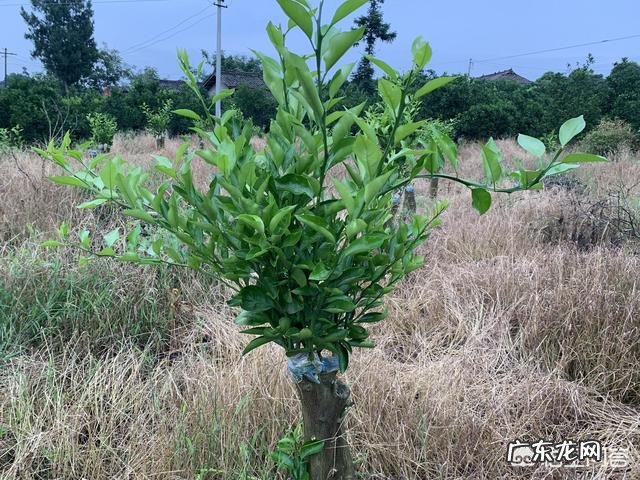 春季柑橘施哪种复合肥好？ 柑橘春肥施什么肥最好