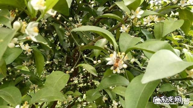 春季柑橘施哪种复合肥好？ 柑橘春肥施什么肥最好