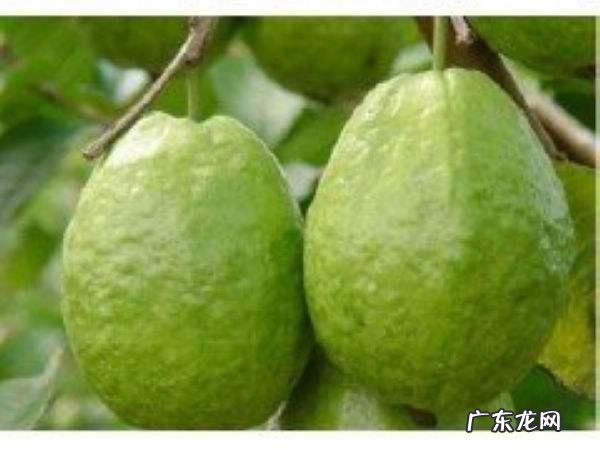 春季柑橘施哪种复合肥好？ 柑橘春肥施什么肥最好