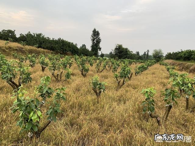 春季柑橘施哪种复合肥好? 柑橘春肥施什么肥最好