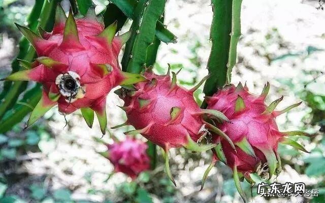 吃火龙果有何禁忌?火龙果不能和什么一起吃?