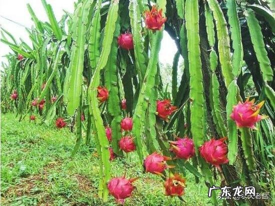 吃火龙果有何禁忌?火龙果不能和什么一起吃?