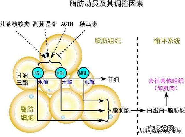 对于减肥,每天跑几公里合适?
