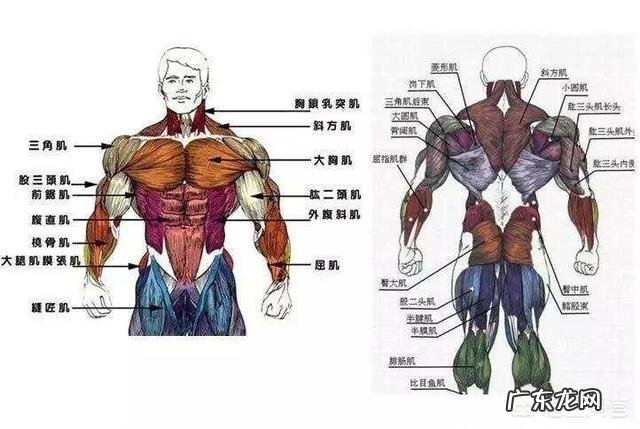 男生体质瘦弱,骨骼较小,怎样让骨架稍微变大,如何有效的增肌