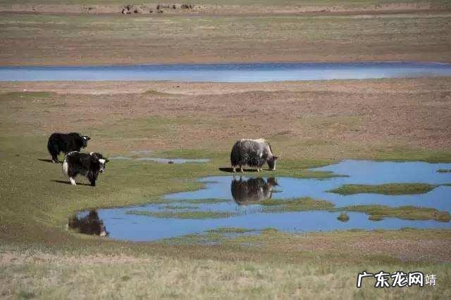 牦牛的生长区域在什么地方