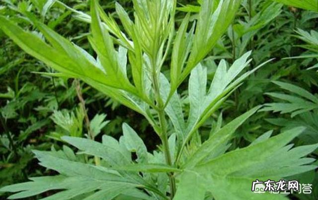 春天是吃野菜的季节,有哪些好吃的野菜及做法?