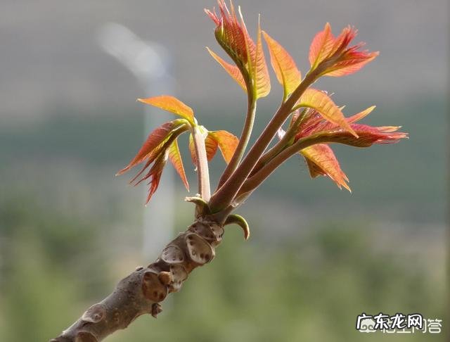 春天是吃野菜的季节,有哪些好吃的野菜及做法?