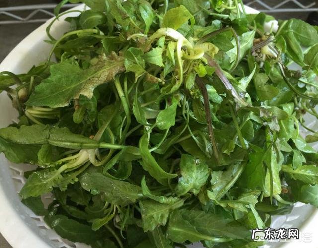 春天是吃野菜的季节,有哪些好吃的野菜及做法?