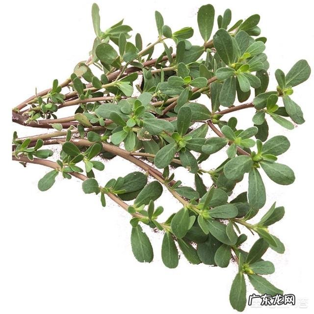 春天是吃野菜的季节,有哪些好吃的野菜及做法?