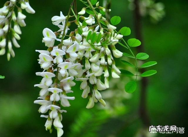 春天是吃野菜的季节,有哪些好吃的野菜及做法?