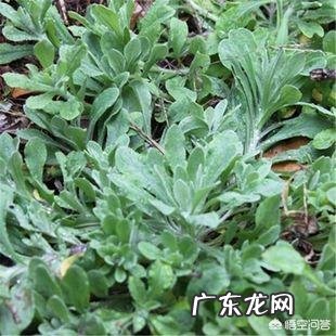 春天是吃野菜的季节,有哪些好吃的野菜及做法?