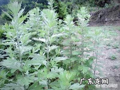 艾叶晚上可以泡脚吗?有什么功效?