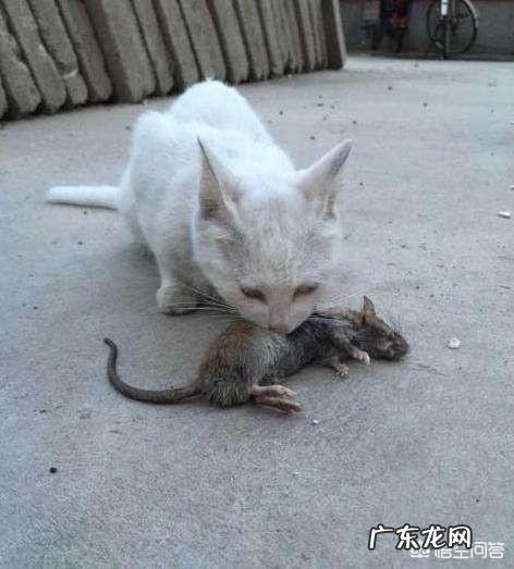 一百只猫同时和一只老虎开打，谁更厉害