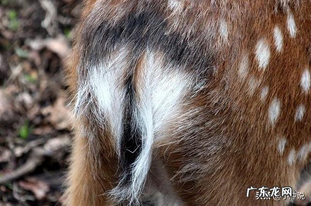 梅花鹿、马鹿、杂交鹿有什么区别?