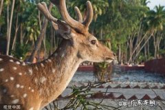 梅花鹿、马鹿、杂交鹿有什么区别？