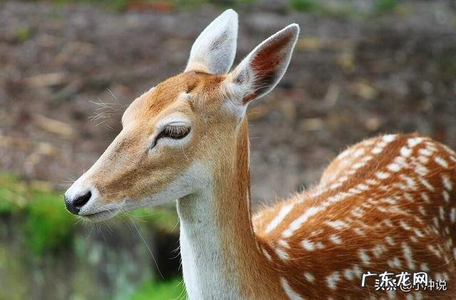 梅花鹿、马鹿、杂交鹿有什么区别?