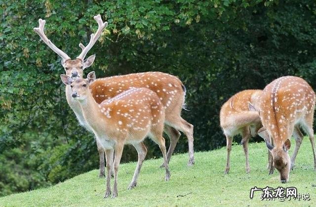 梅花鹿、马鹿、杂交鹿有什么区别?
