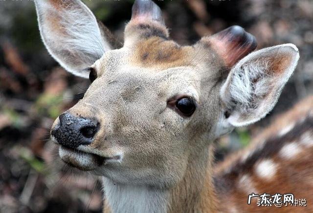 梅花鹿、马鹿、杂交鹿有什么区别?