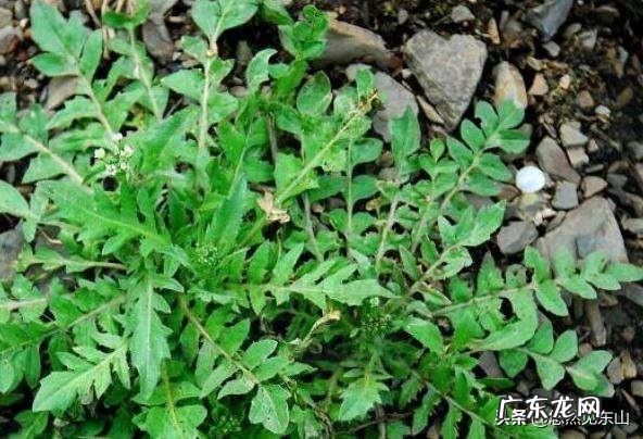 在农村立冬前后,你们那里还能挖到野菜吃吗?