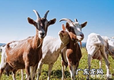 母羊产羔后一直不好好吃草,太瘦了,该怎么办?