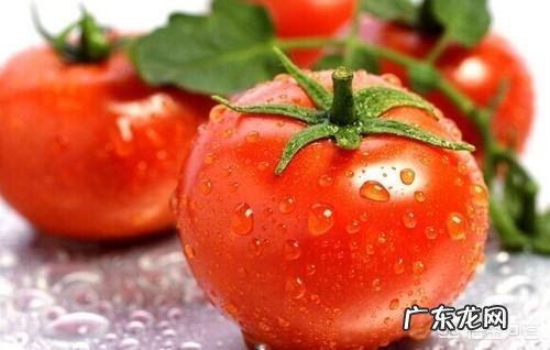 西红柿和圣女果相比,哪种能更减肥? 圣女果西红柿哪个减肥