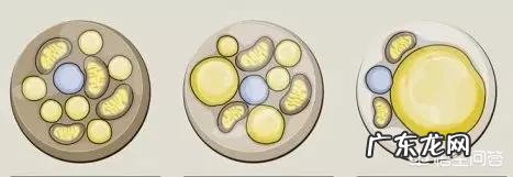 吸脂减肥会让人变得很轻吗?