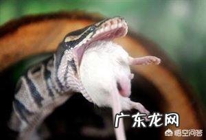 农村老人爱说家蛇不能打，哪一种蛇是家蛇呢为啥不能打