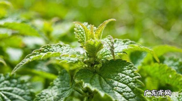 请问晚上睡觉耳朵痒感觉快到脑子里了是咋回事?