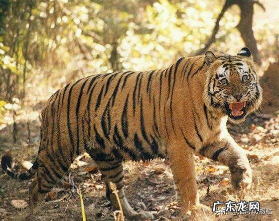 鳄鱼王洛龙和虎王查吉尔在深水里厮杀谁会取得最后胜利?