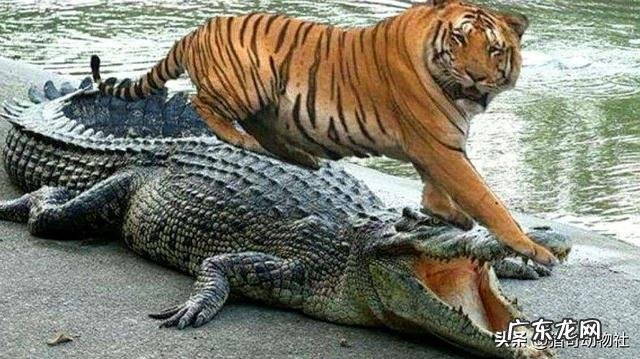 鳄鱼王洛龙和虎王查吉尔在深水里厮杀谁会取得最后胜利?