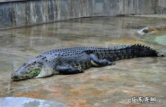 鳄鱼王洛龙和虎王查吉尔在深水里厮杀谁会取得最后胜利?