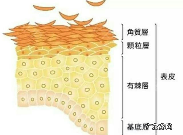 提亮 化妆品的功效到底是什么意思？怎么样？