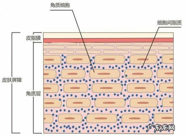 提亮 化妆品的功效到底是什么意思？怎么样？