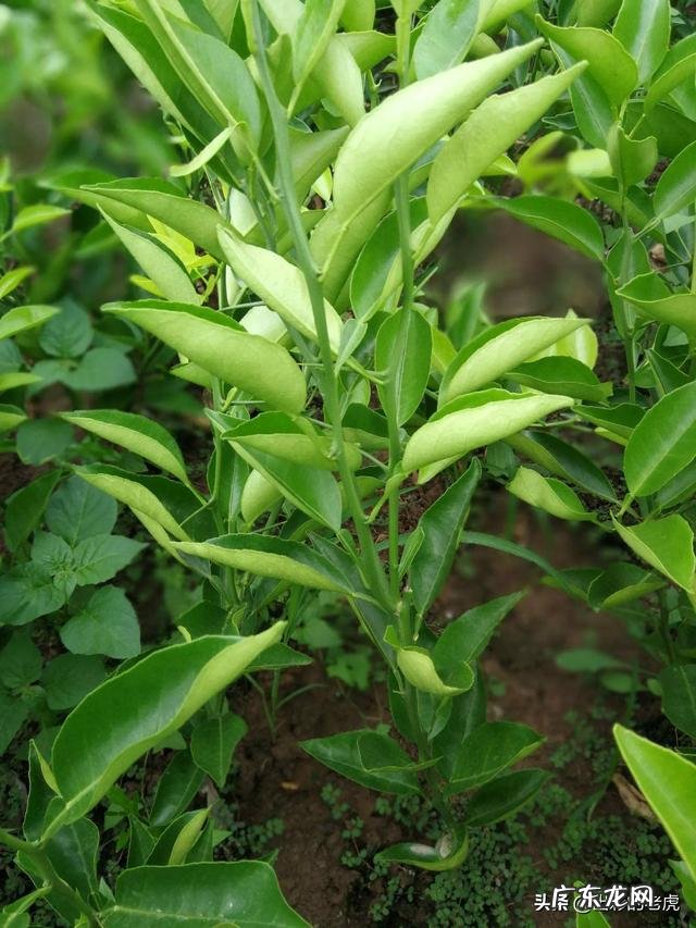 明日见苗怎么有些有刺有些没刺呢? 明日见树苗多少钱一株