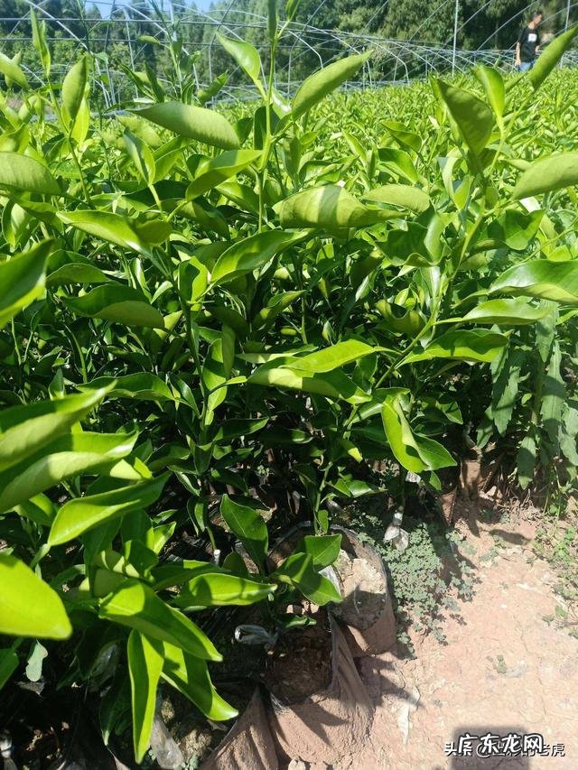 明日见苗怎么有些有刺有些没刺呢? 明日见树苗多少钱一株