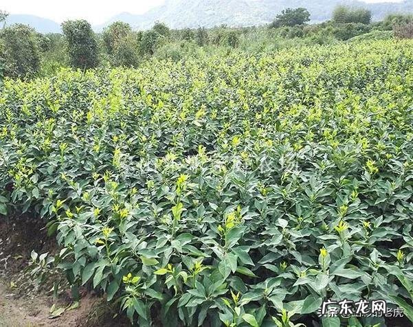 明日见苗怎么有些有刺有些没刺呢? 明日见树苗多少钱一株